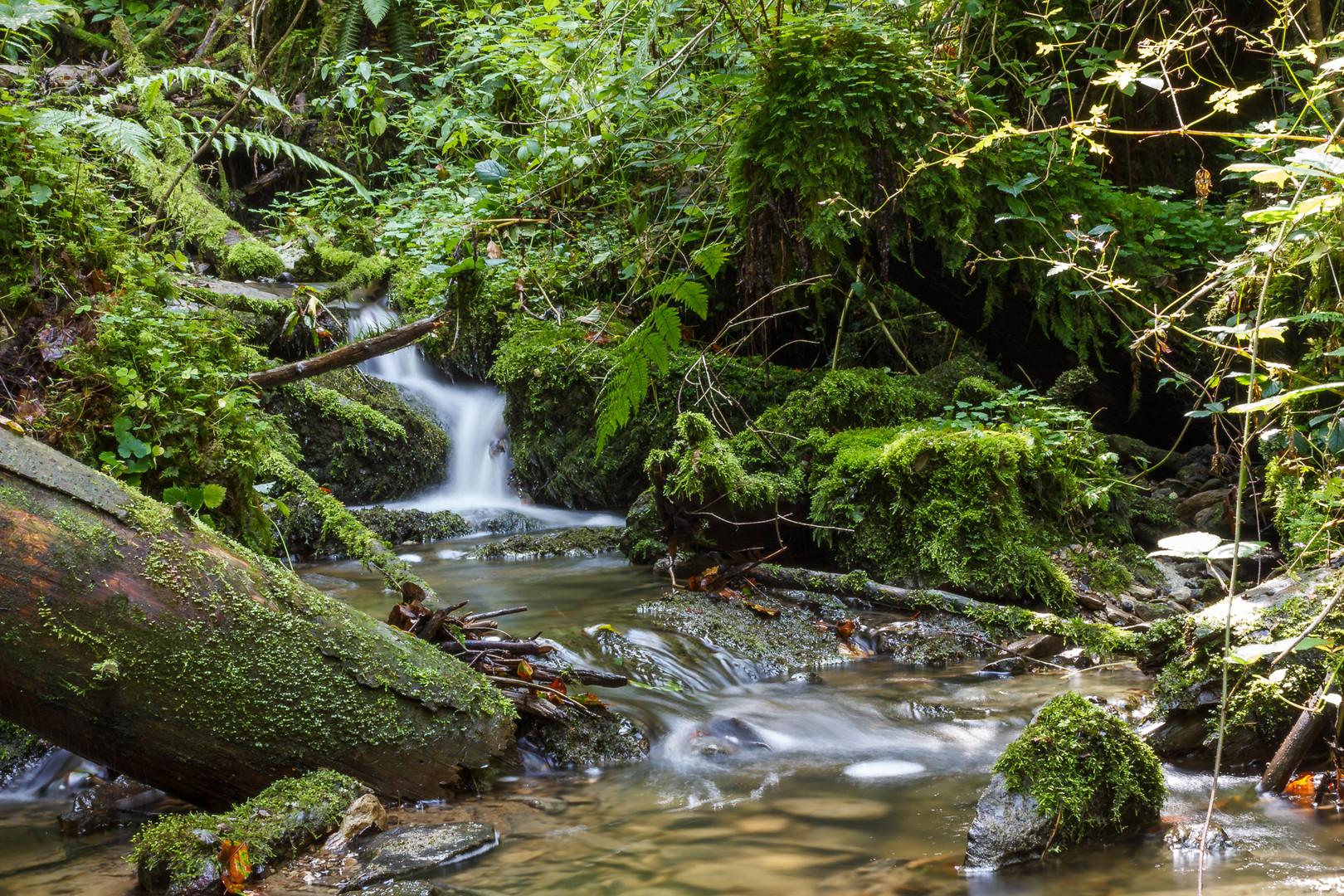 Stiller Bach im Wald