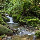 Stiller Bach im Wald