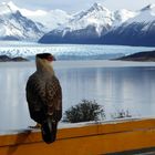 Stiller Beobachter vor dem Morenogletscher