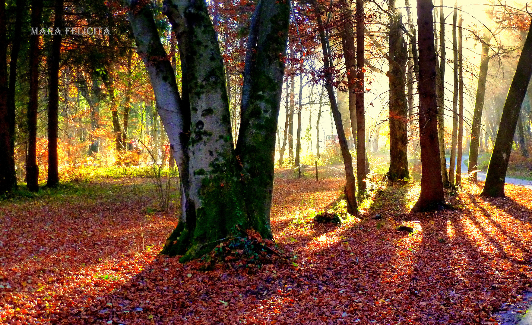 STILLER HERBSTWALD