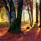 STILLER HERBSTWALD