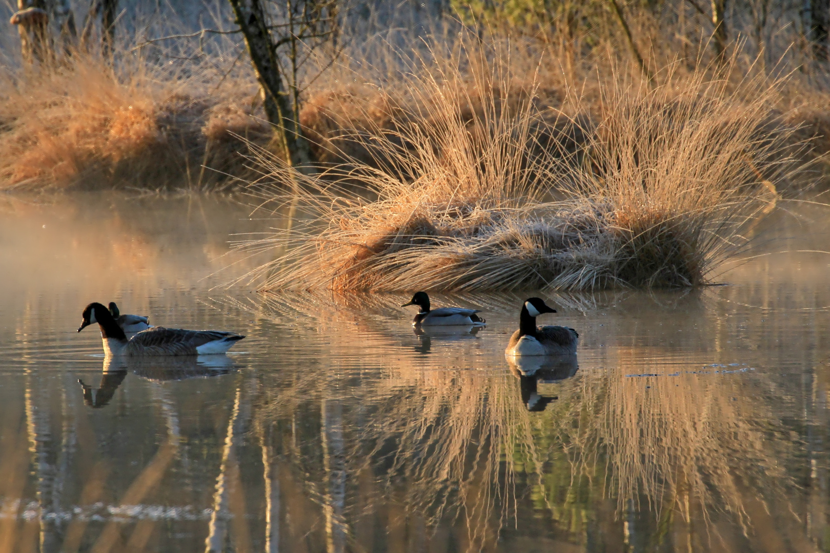 stiller Moorsee am Morgen