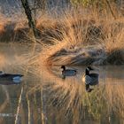 stiller Moorsee am Morgen