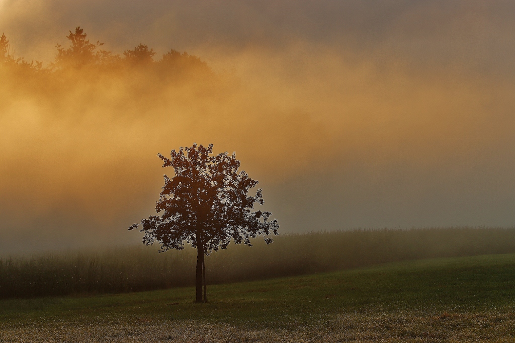 Stiller Nebelmorgen...