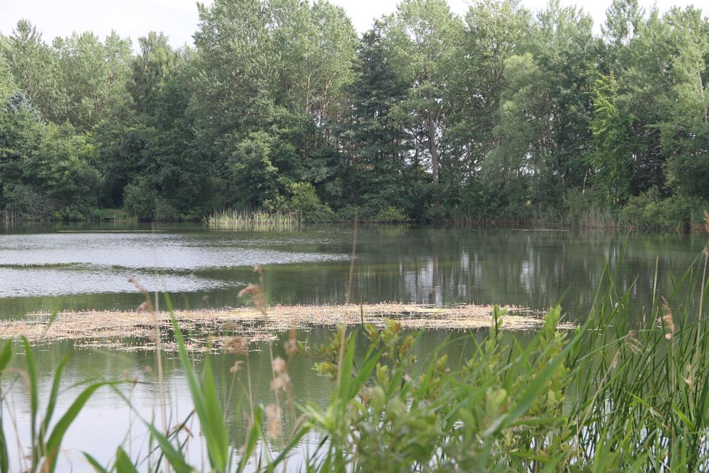 Stiller See bei Saal (Vorpommern)