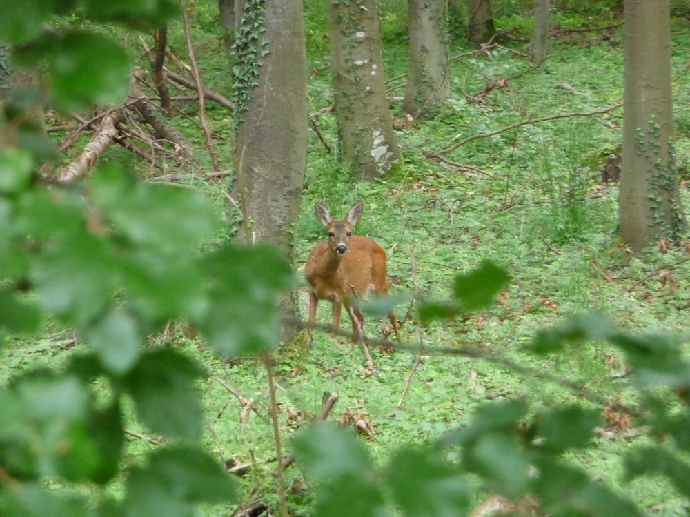 Stiller Waldbewohner