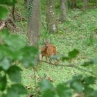 Stiller Waldbewohner