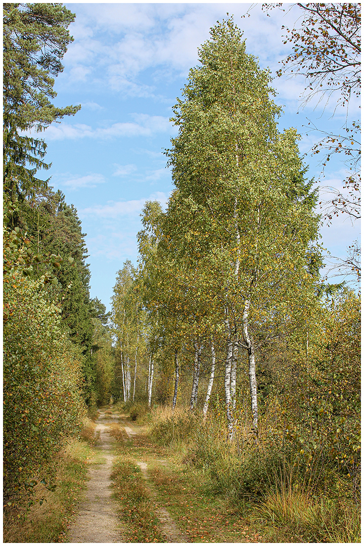  stiller Waldweg