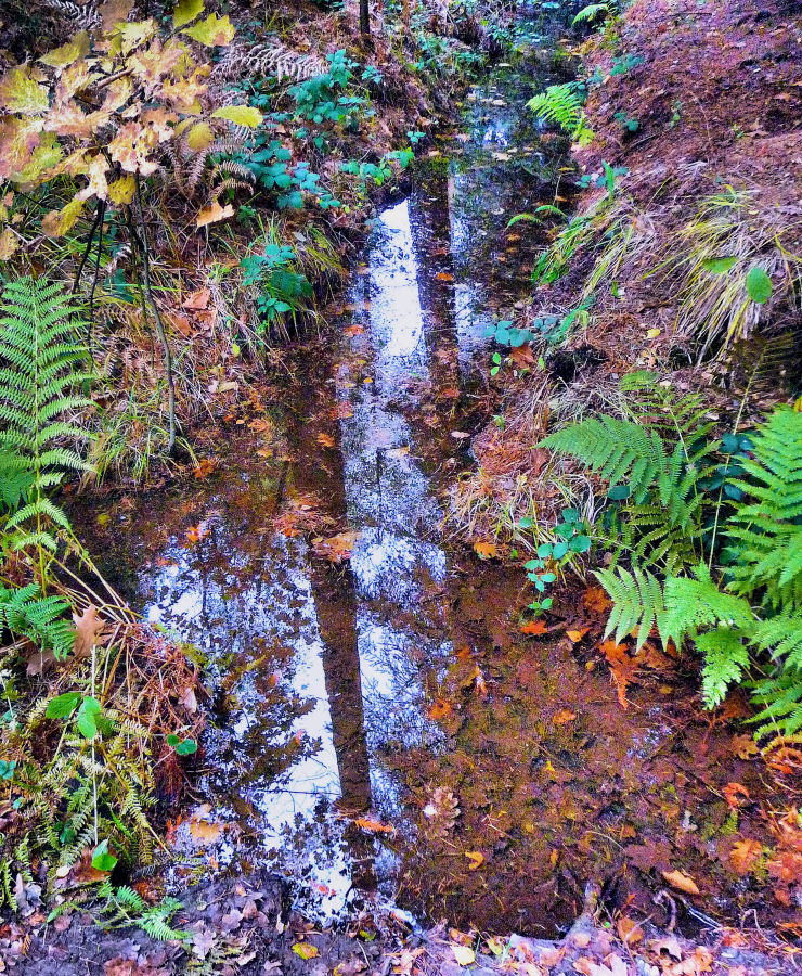 Stilles Gewässer im Wald