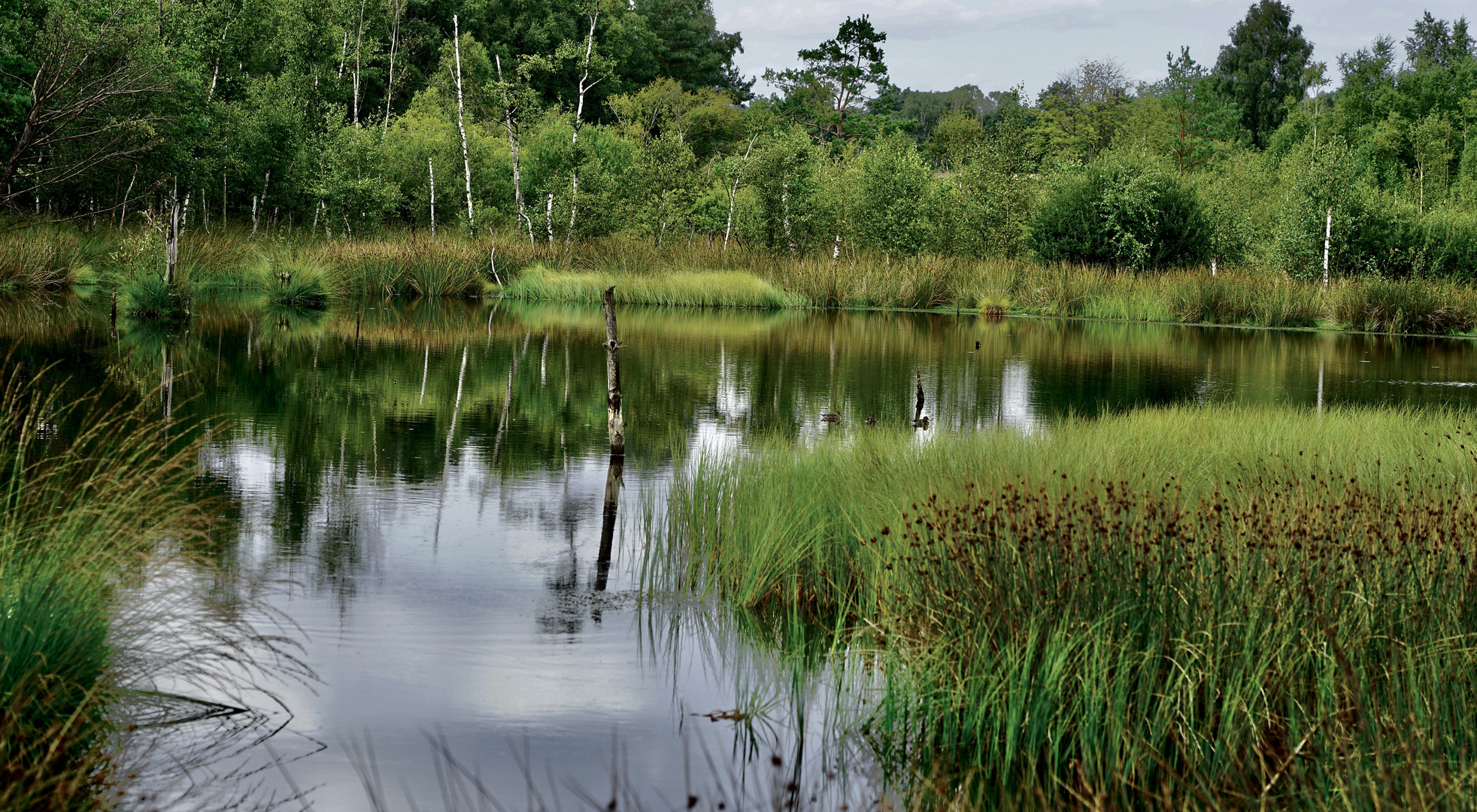 Stilles Moor / Leben und Tod