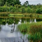 Stilles Moor / Leben und Tod