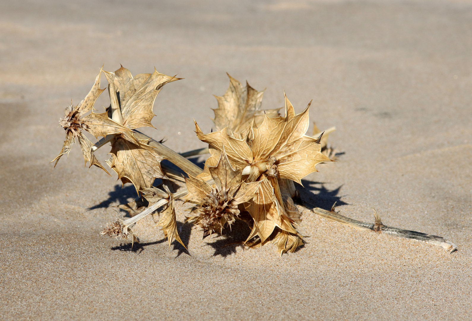 stilles Strandleben