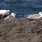 Stilles Treffen am Strand