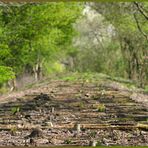 Stillgelegte Bahntrasse