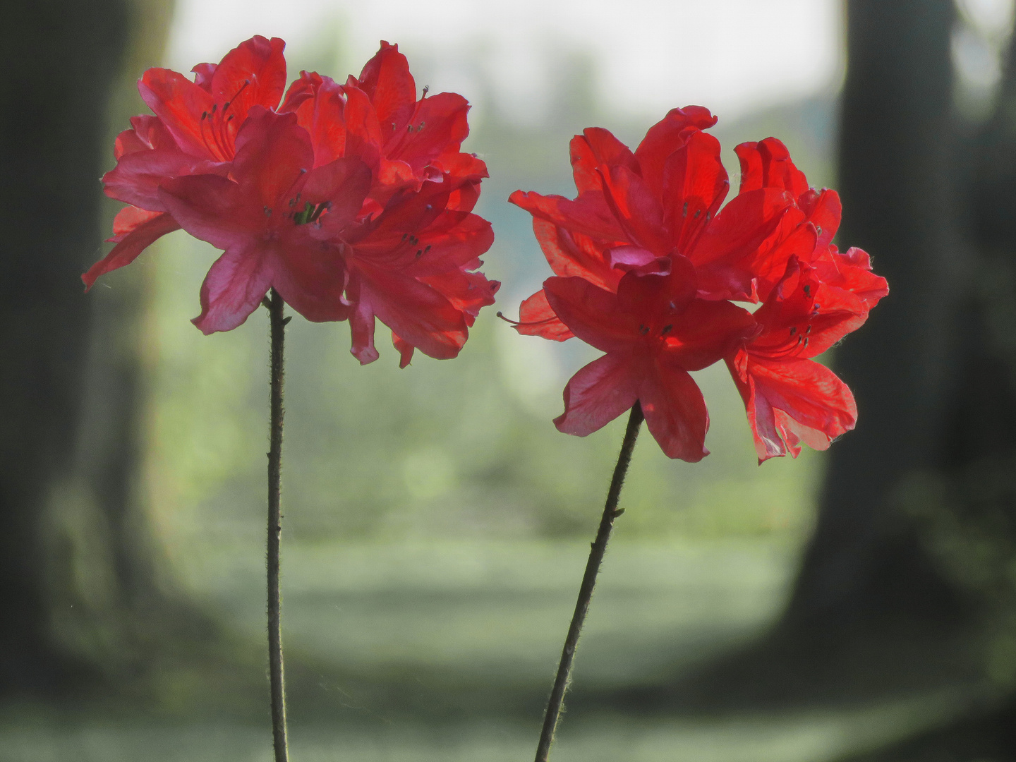 stillgelegter Friedhof Ausgang schönsten Rhododendron