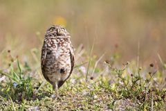 Tiere::Vögel