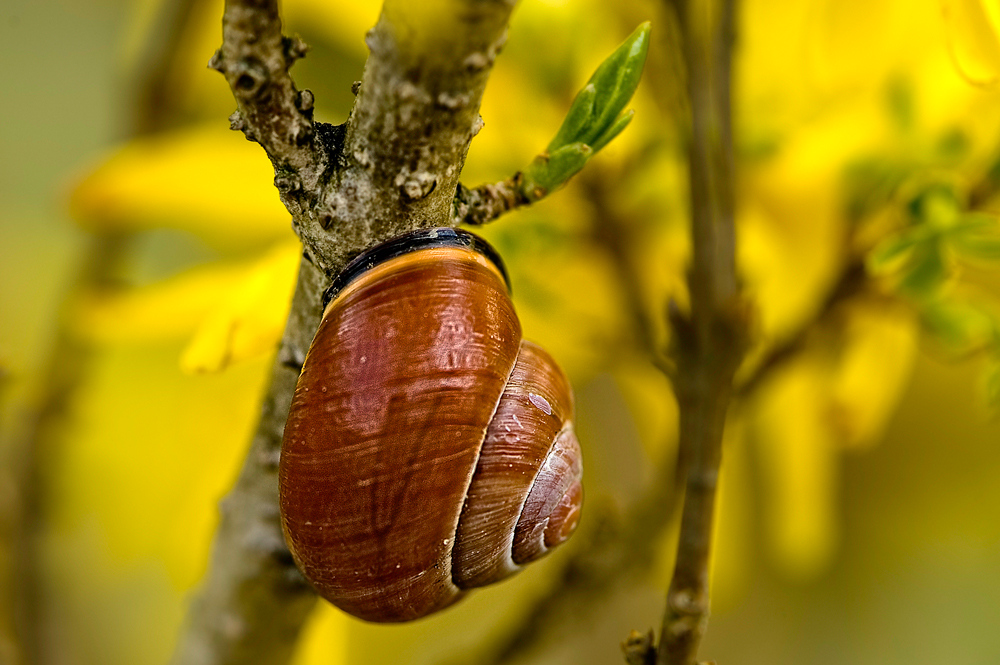 stillife with snail