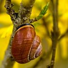 stillife with snail