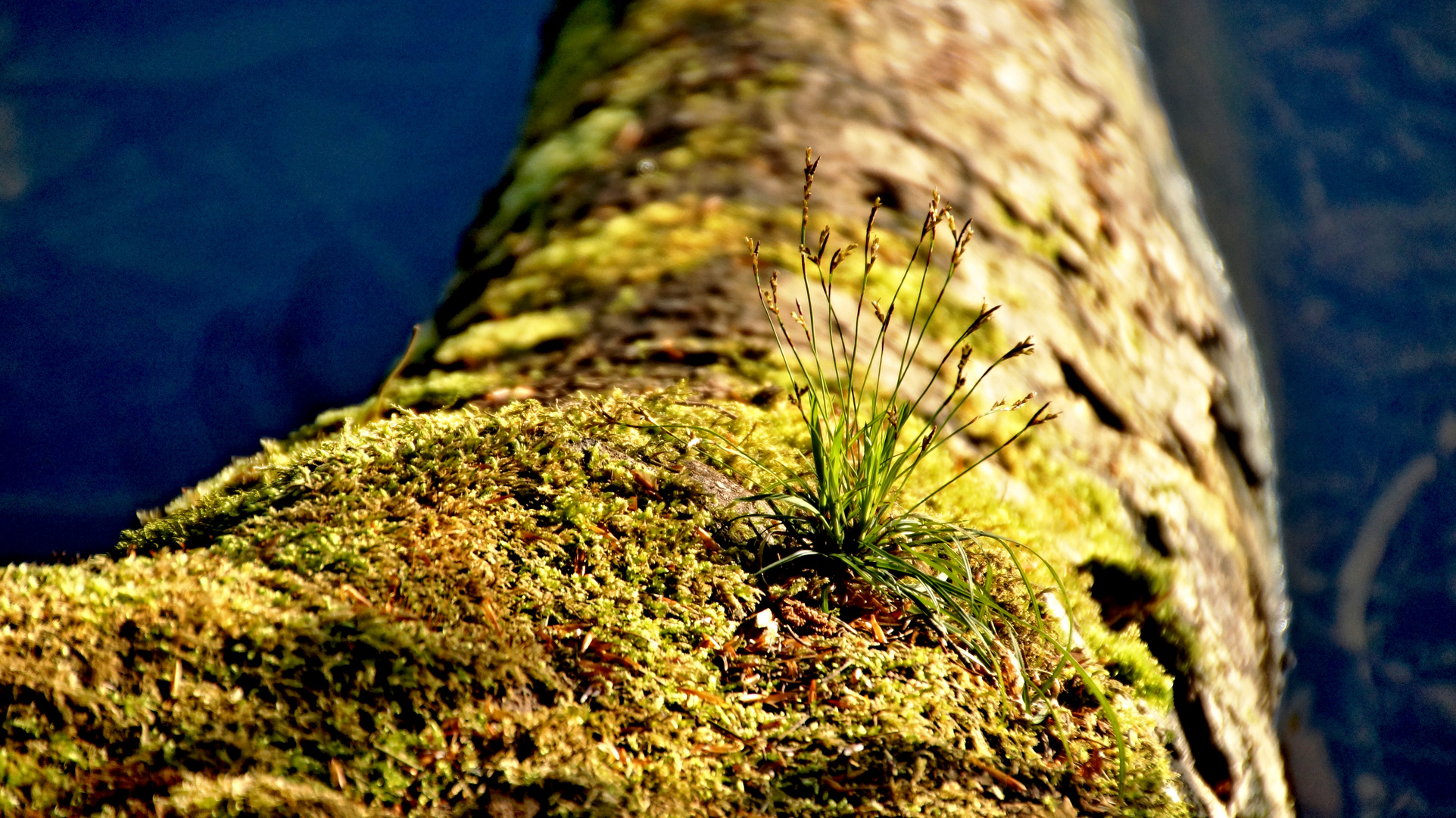 Stillleben am Bergsee