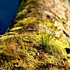 Stillleben am Bergsee