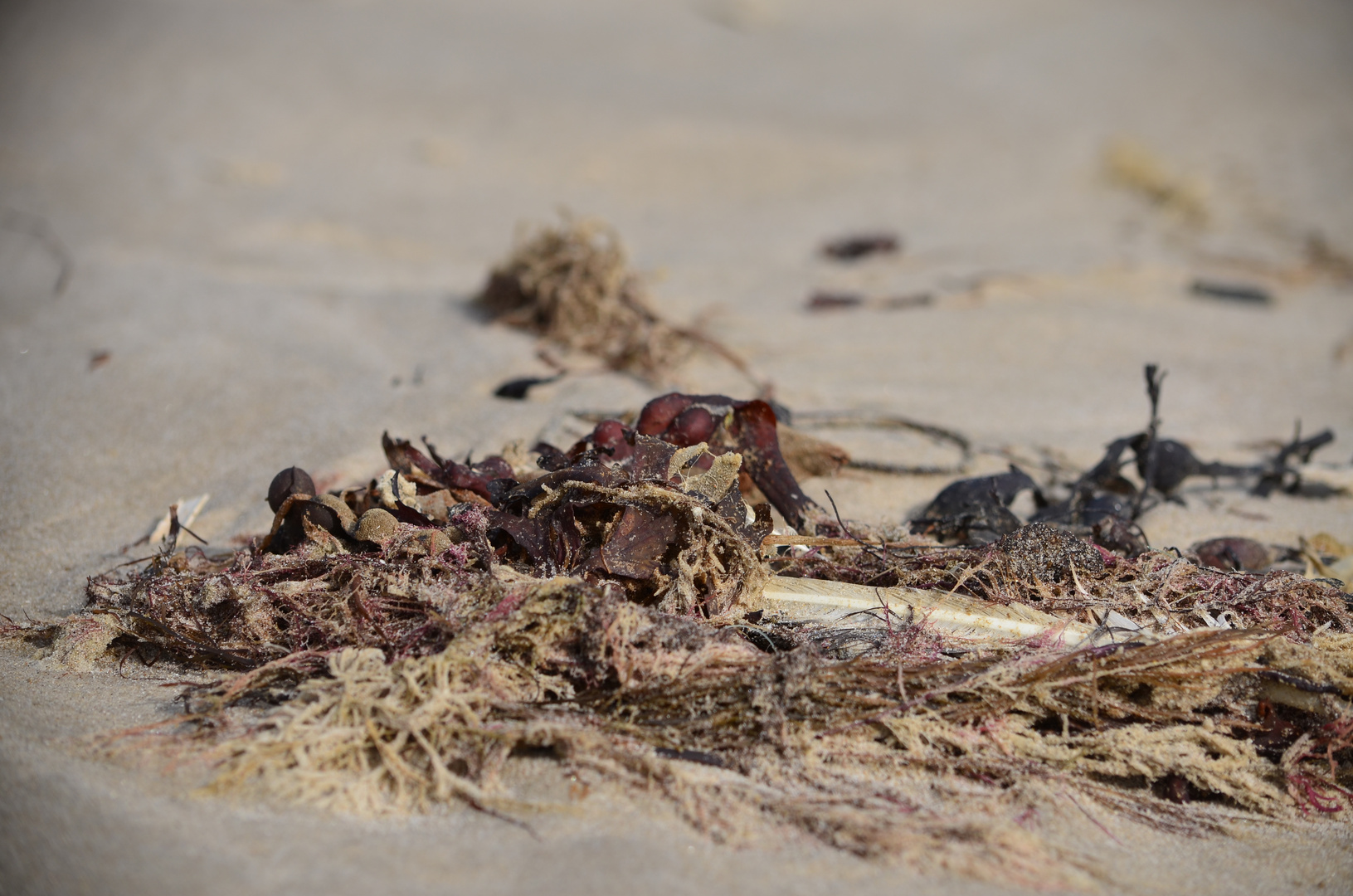 Stillleben am Strand