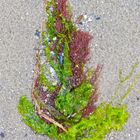 Stillleben am Strand