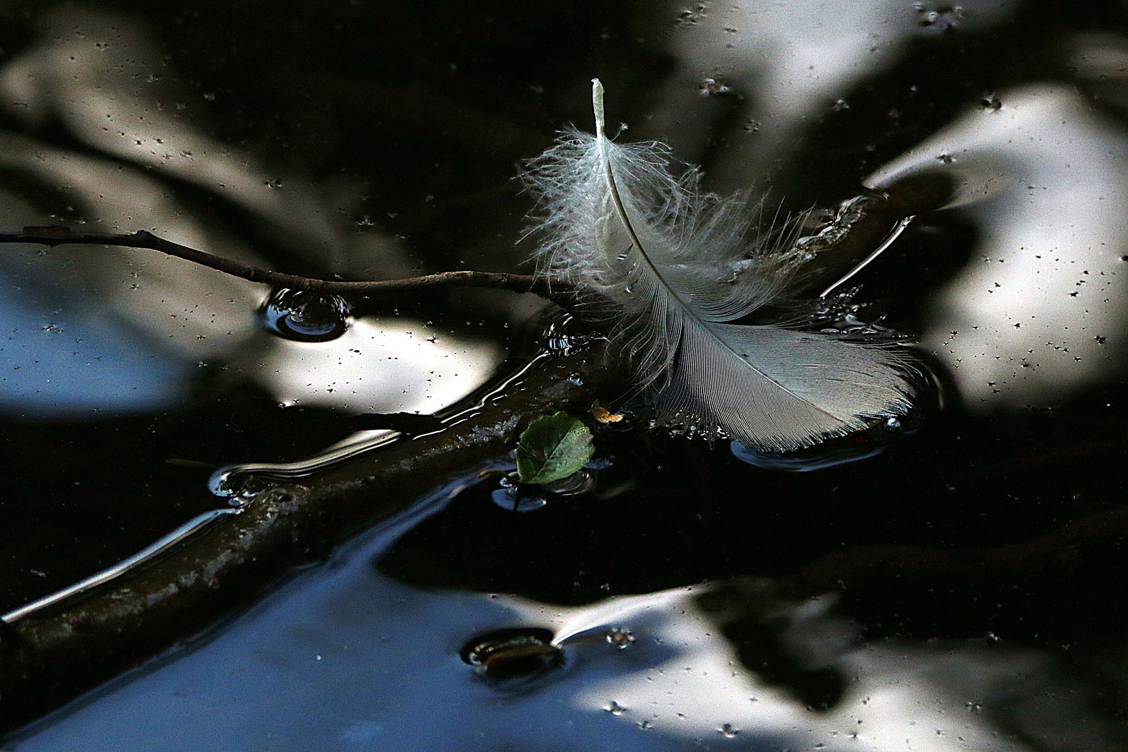 Stillleben am Teich