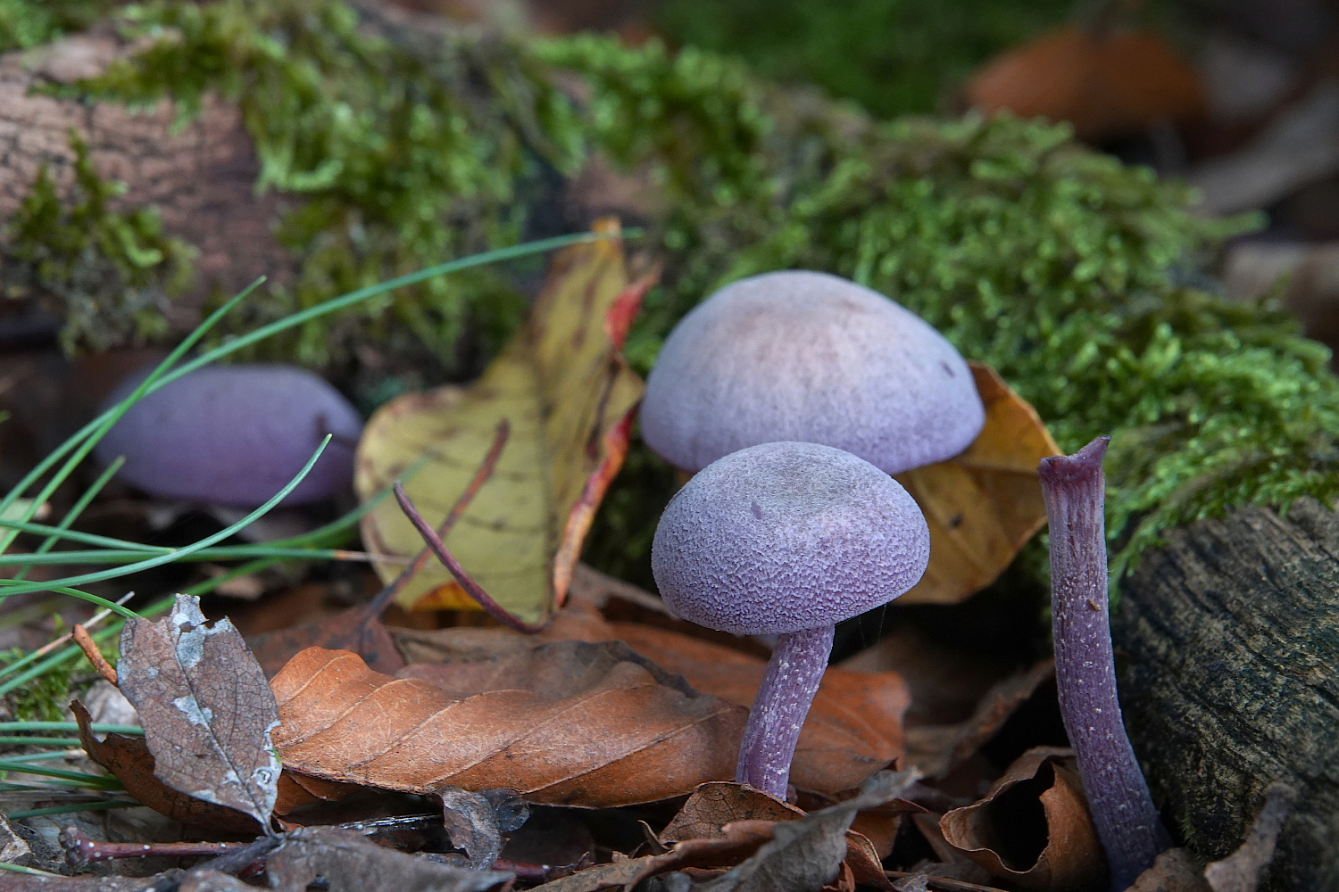 Stillleben am Waldboden