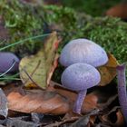 Stillleben am Waldboden