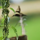 Stillleben am Wegesrand