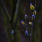 Stillleben am Weiher