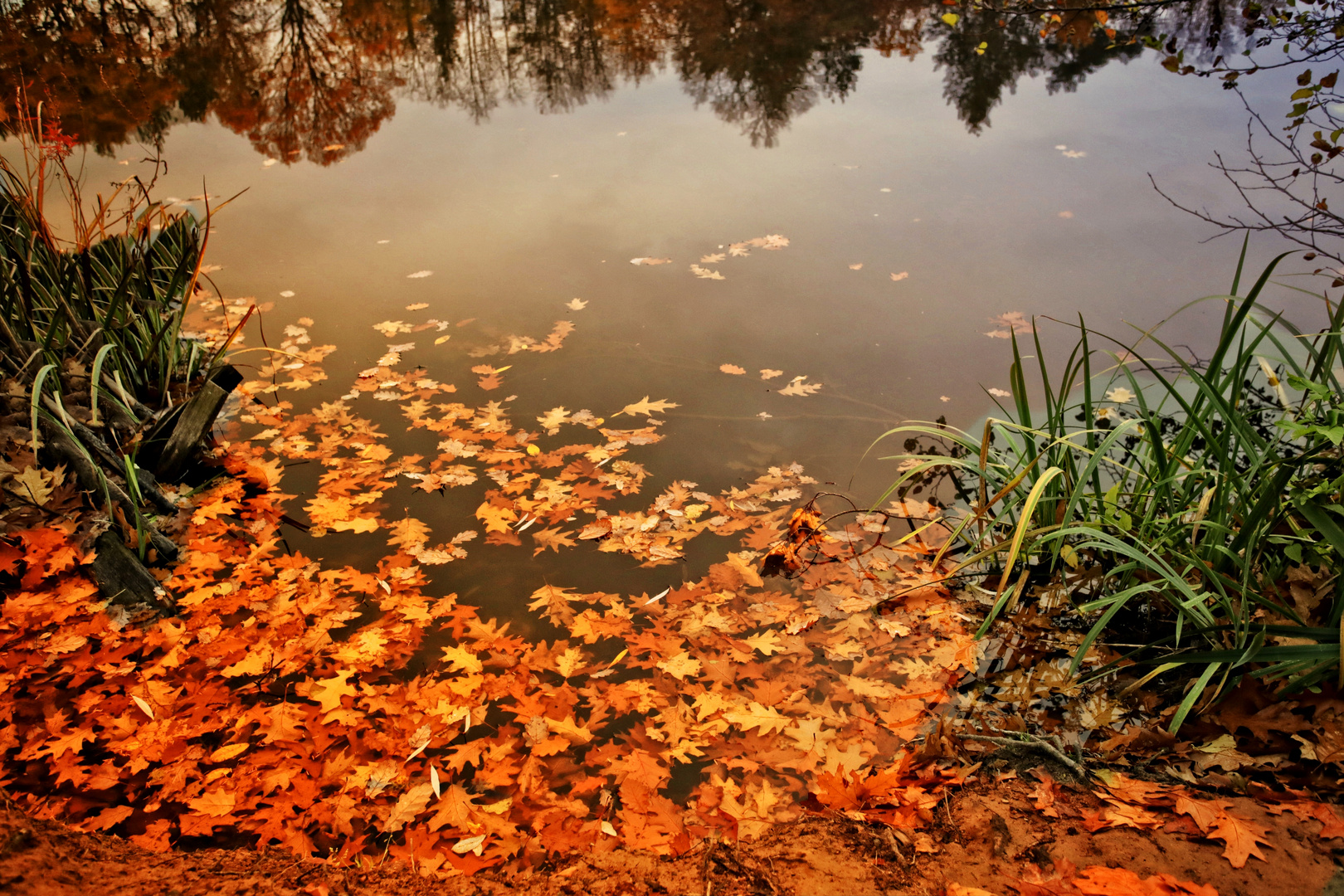 Stillleben am Weiher