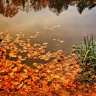 Stillleben am Weiher