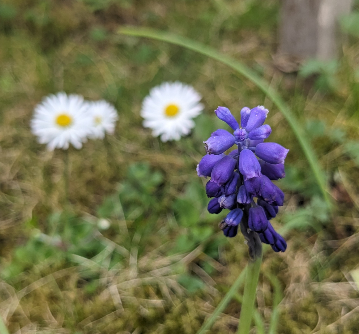 Stillleben aus der Natur