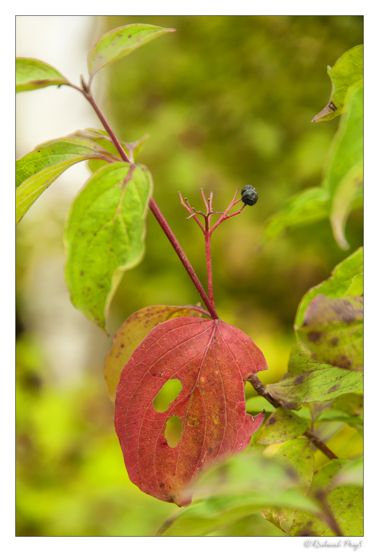 Stillleben der Natur