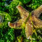 Stillleben der Natur an der Ostsee