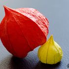 Stillleben der Physalis