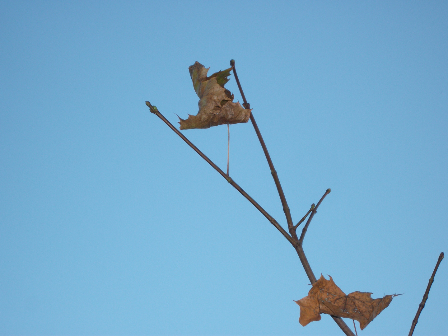 Stillleben im Herbst