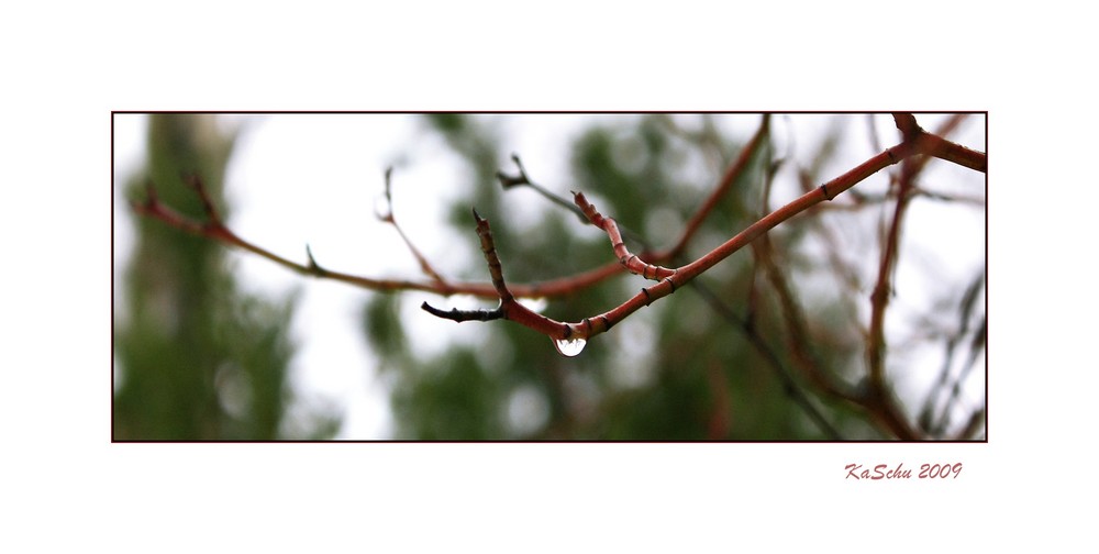 StillLeben im Nieselregen