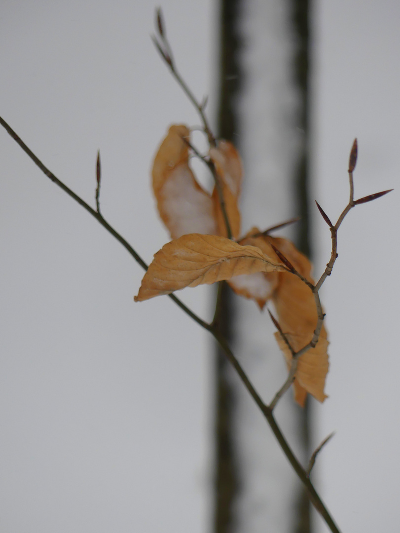 Stillleben im Schnee