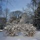 Stillleben im Schnee