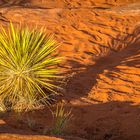 Stillleben im SnowCanyon