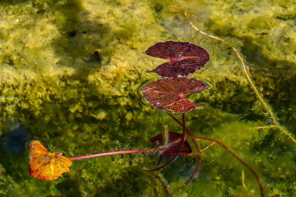 Stillleben im Teich