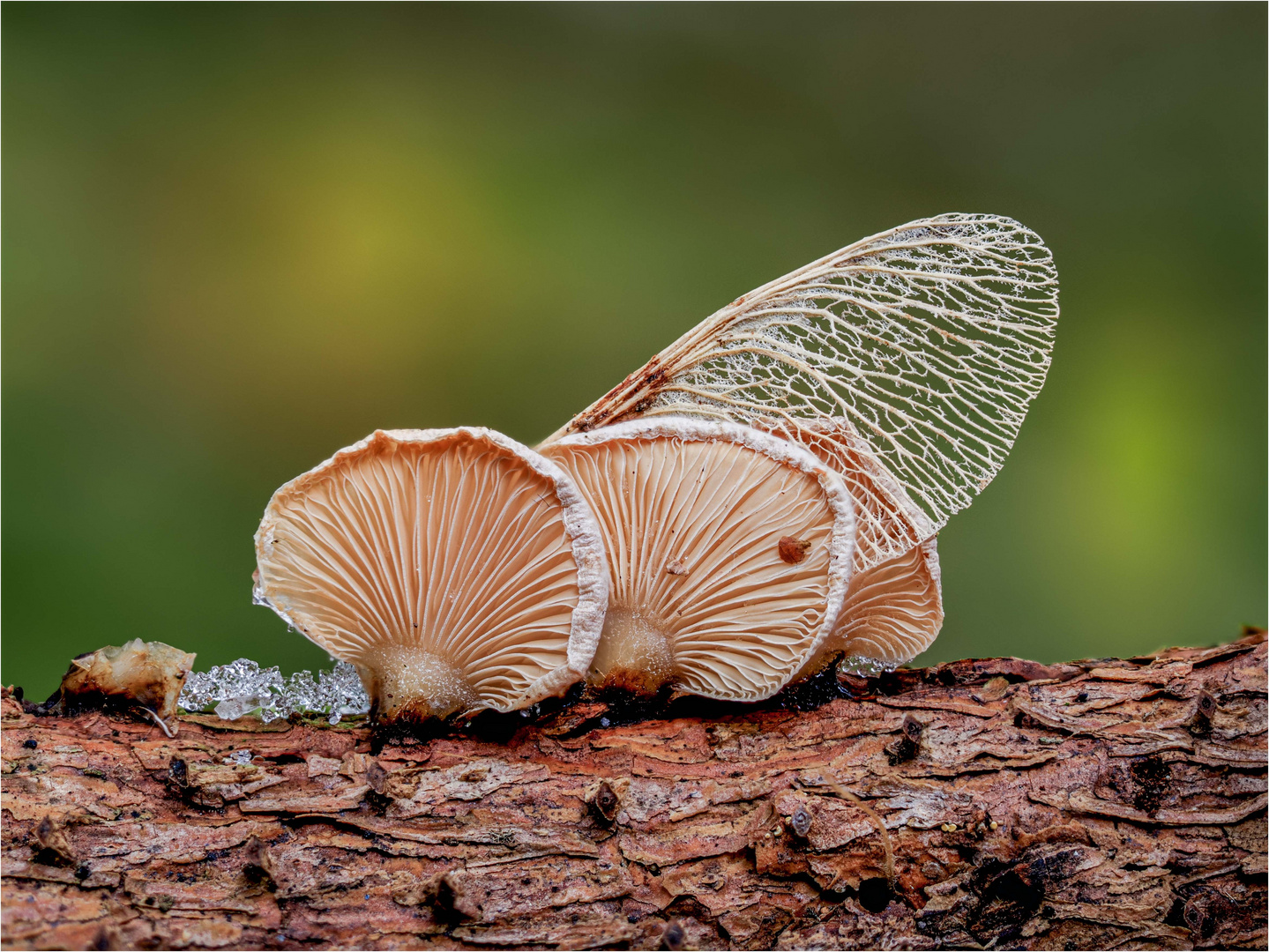 Stillleben im Wald