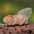 Stillleben im Wald