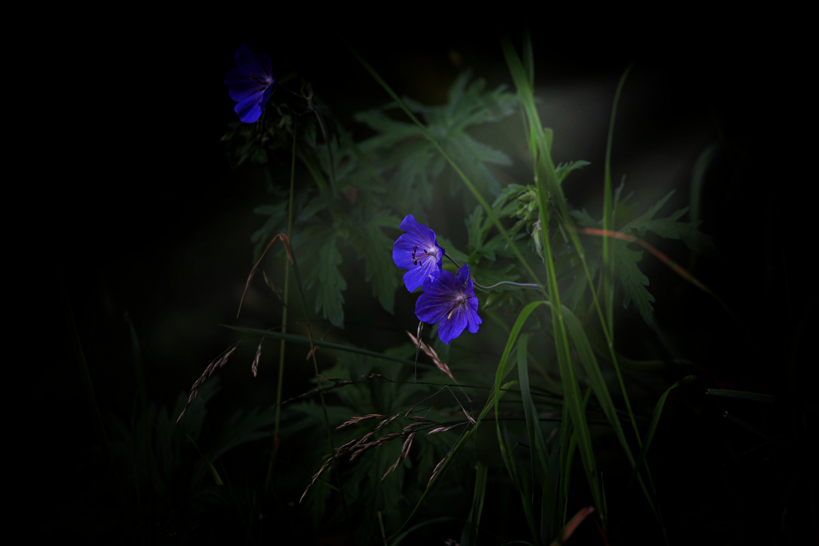 Stillleben im Wald 