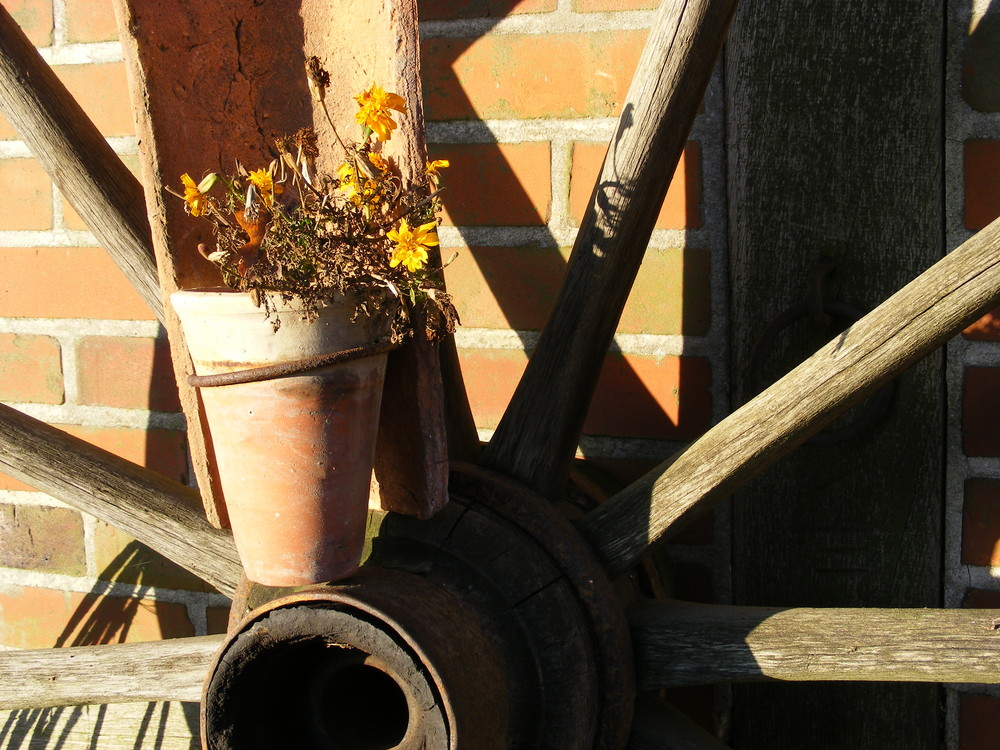 Stillleben in der Wintersonne