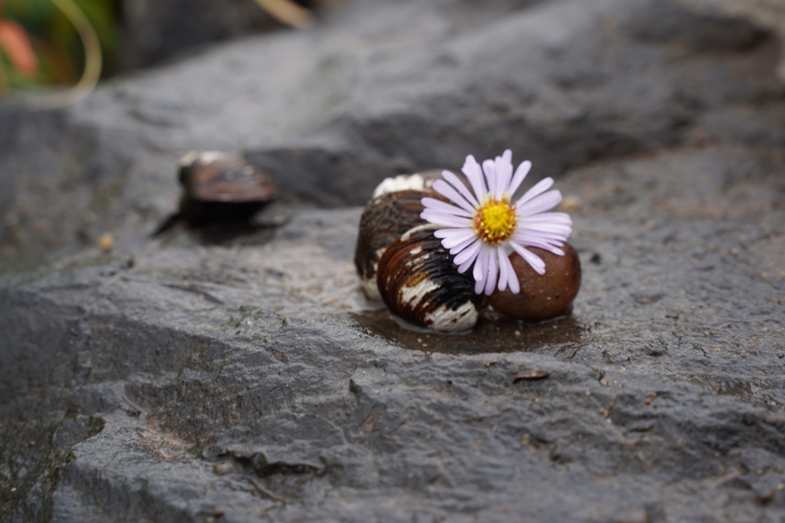 Stillleben Löwenzahnblüte