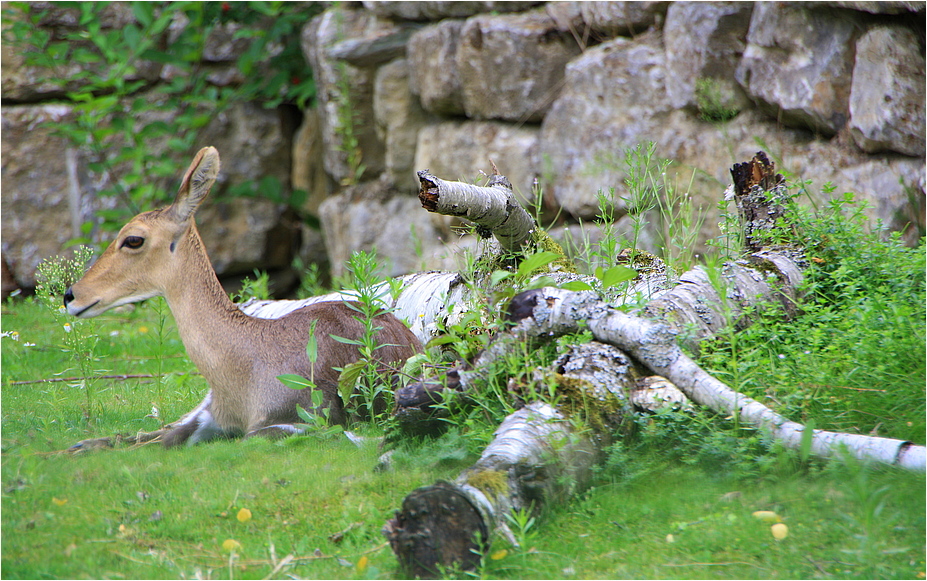 Stillleben mit Bambi