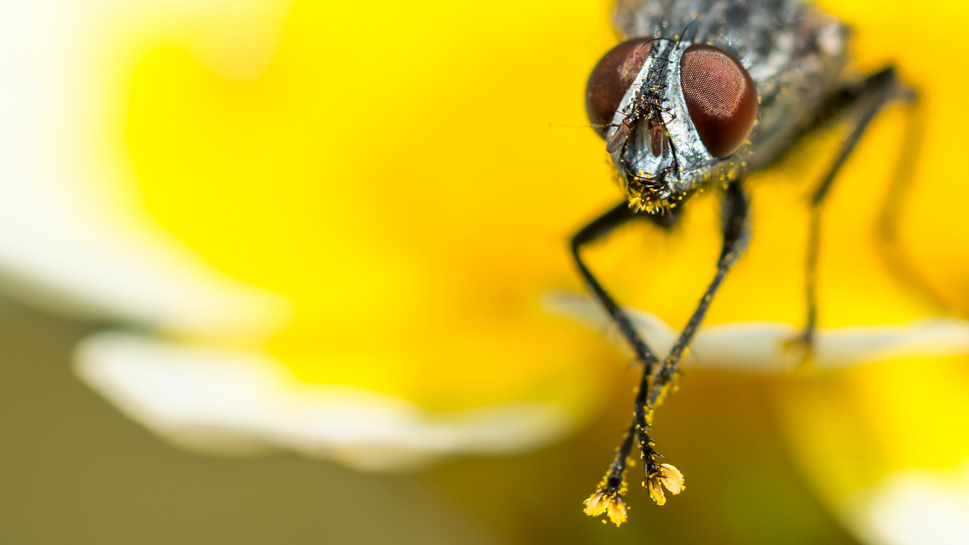 Stillleben mit Fliege